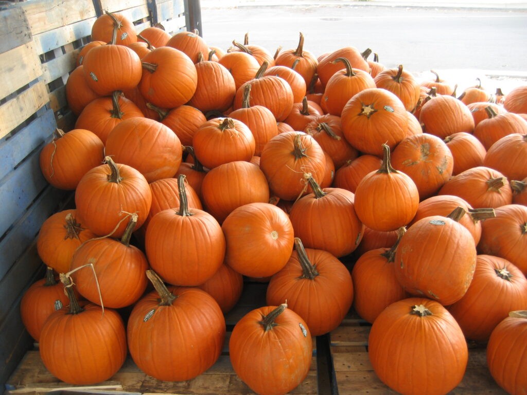 10-pumpkins-1024x768