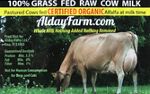 AldayFarm cow 167